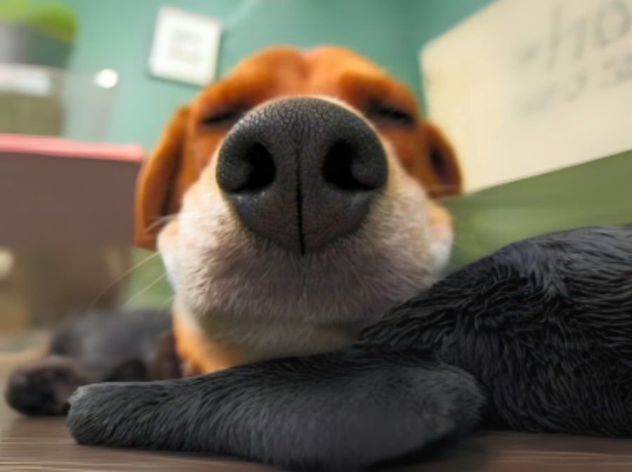 Cheiros Que os Cães Sentem e as Pessoas Não: O Incrível Faro Canino!